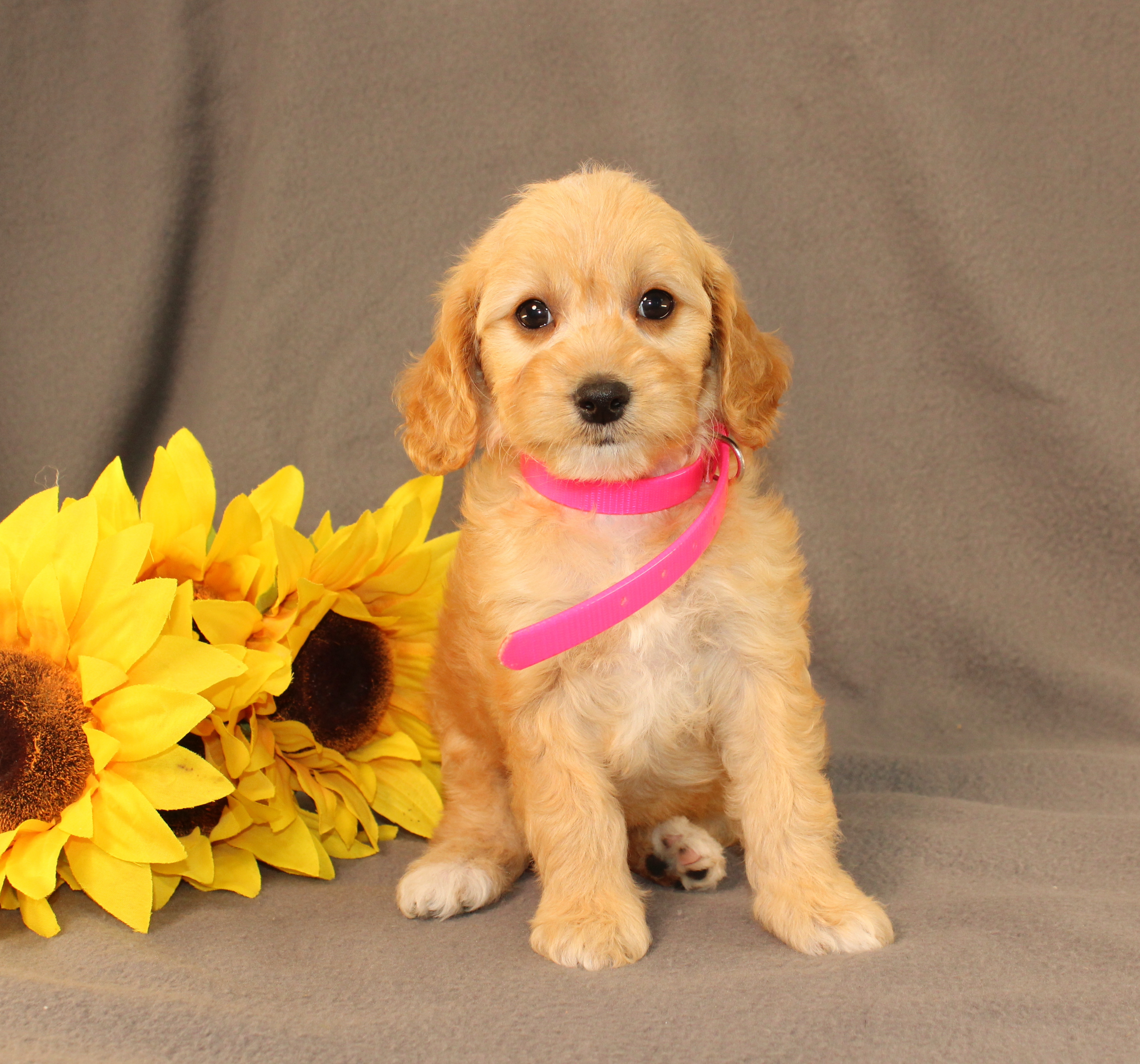 puppy, for, sale, Mini Cavagoldendoodle, Ivan J. Stoltzfus, dog, breeder, Dornsife, PA, dog-breeder, puppy-for-sale, forsale, nearby, find, puppyfind, locator, puppylocator, aca